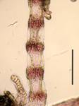 Spyridia filamentosa4